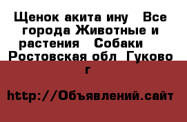 Щенок акита ину - Все города Животные и растения » Собаки   . Ростовская обл.,Гуково г.